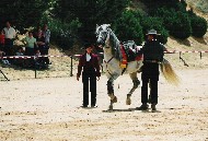 Exhibici&oacute;n ecuestre