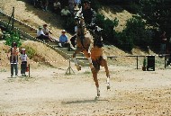 Exhibici&oacute;n ecuestre en las fiestas